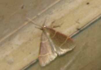 Hypsopygia glaucinalis (Pyralidae)? S